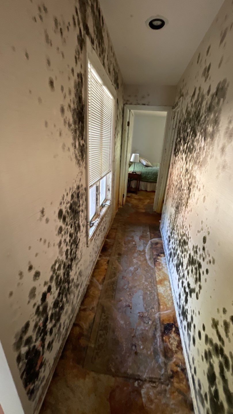 Close-up view of mold growing on a residential wall in Standish, Michigan.