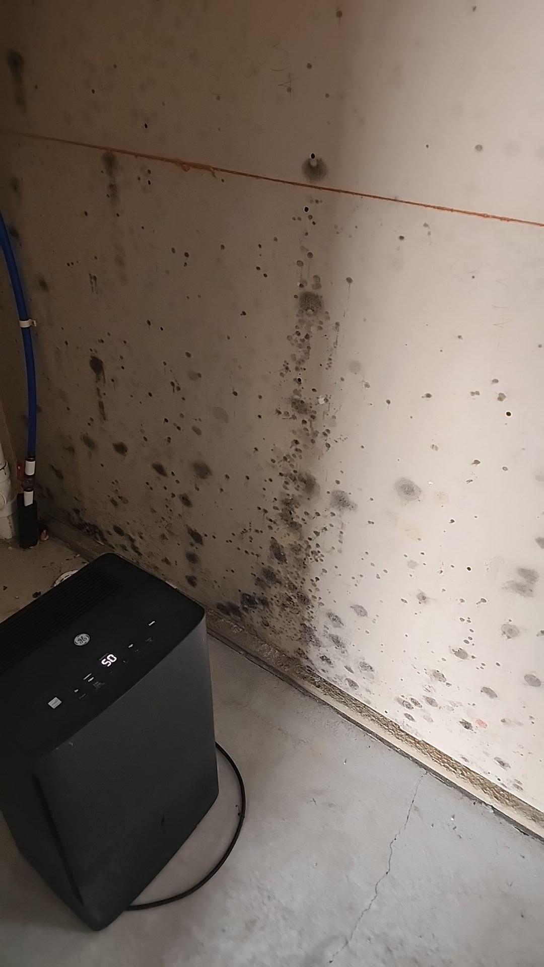 Close-up view of mold on a wall inside a home in St. Helen, Michigan.