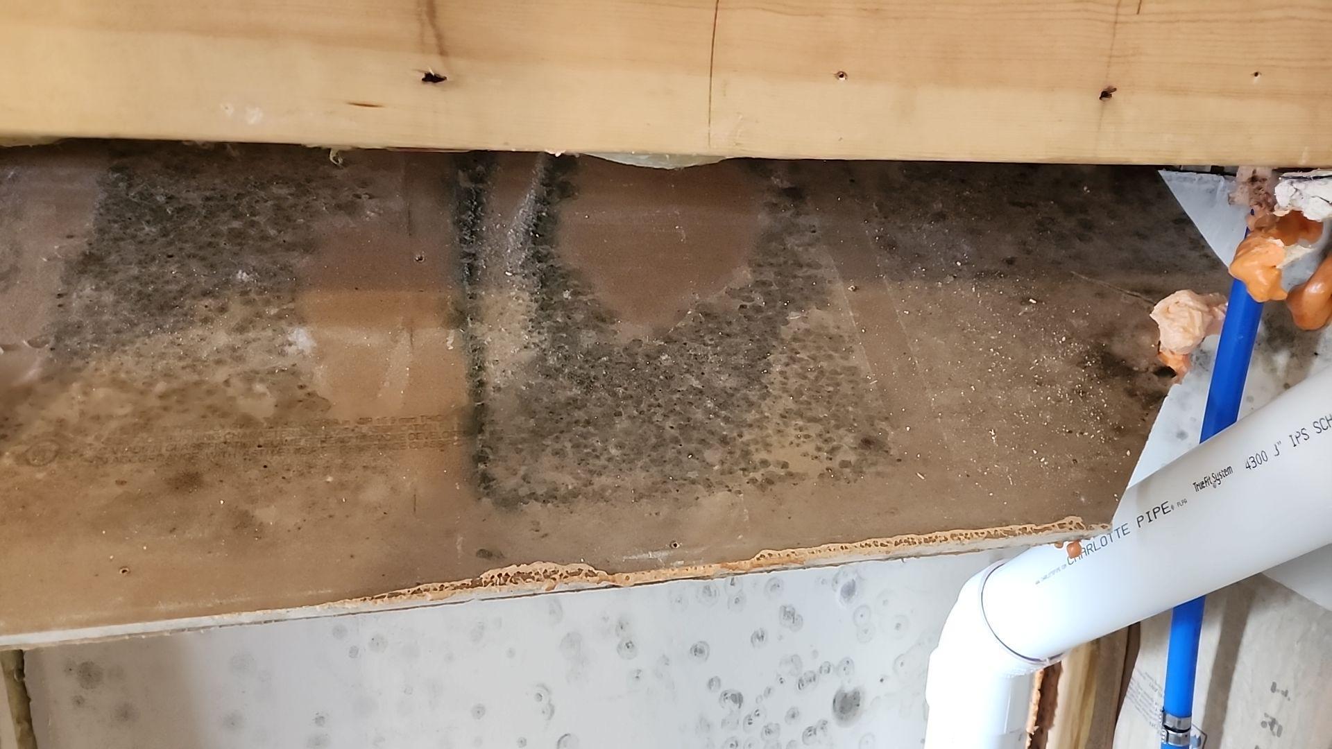 A close-up image of mold growing on a wooden surface in a Northern Michigan home.